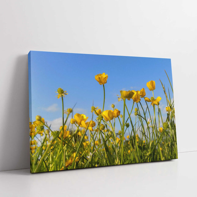 Wild flowers, buttercups and grasses printed canvas picture print.