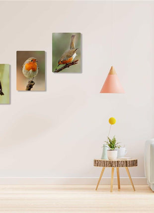 Robins, set of 3 birds. Wildlife canvas picture prints.