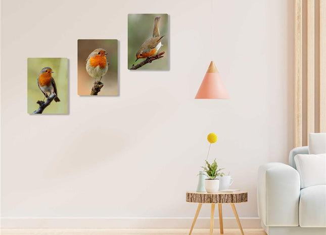 Robins, set of 3 birds. Wildlife canvas picture prints.