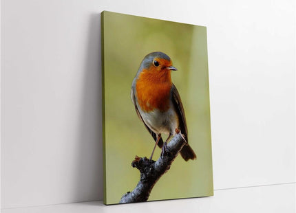 Robins, set of 3 birds. Wildlife canvas picture prints.