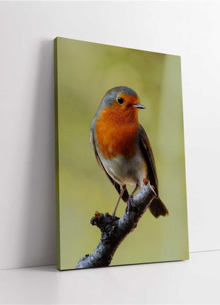 Robins, set of 3 birds. Wildlife canvas picture prints.