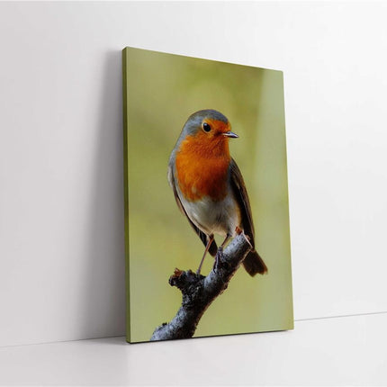 Robins, set of 3 birds. Wildlife canvas picture prints.