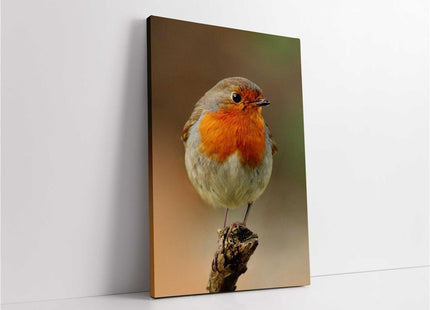 Robins, set of 3 birds. Wildlife canvas picture prints.