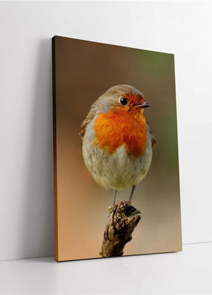 Robins, set of 3 birds. Wildlife canvas picture prints.