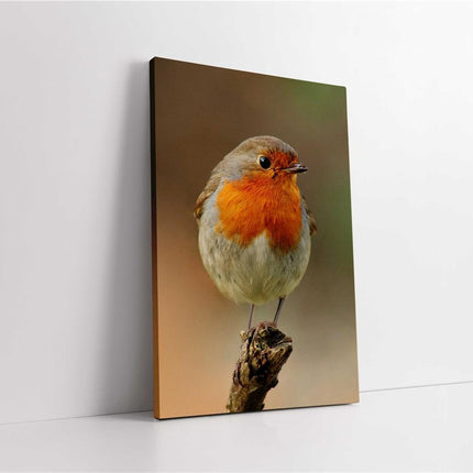 Robins, set of 3 birds. Wildlife canvas picture prints.