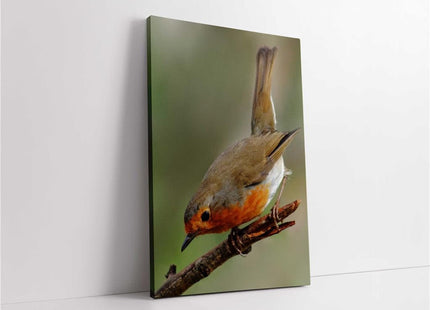 Robins, set of 3 birds. Wildlife canvas picture prints.