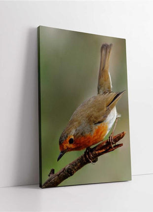 Robins, set of 3 birds. Wildlife canvas picture prints.