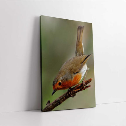 Robins, set of 3 birds. Wildlife canvas picture prints.