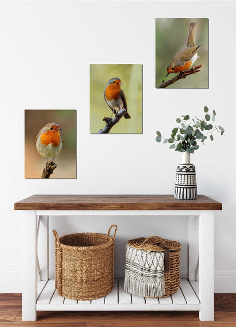 Robins, set of 3 birds. Wildlife canvas picture prints.