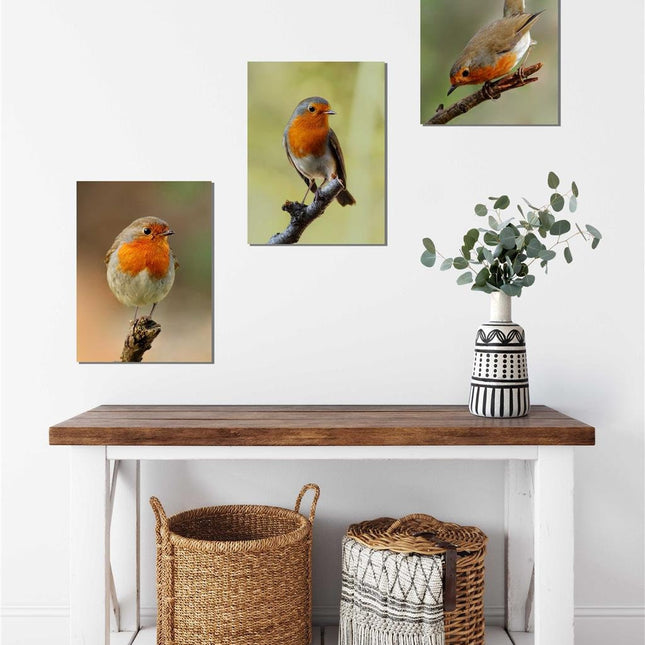 Robins, set of 3 birds. Wildlife canvas picture prints.