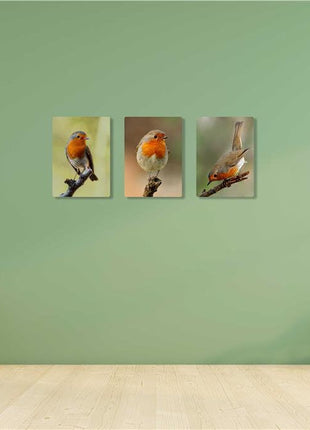 Robins, set of 3 birds. Wildlife canvas picture prints.