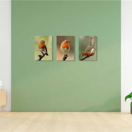 Robins, set of 3 birds. Wildlife canvas picture prints.