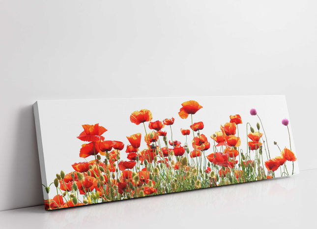 Wild Poppies, panoramic canvas picture print, vibrant colours. Wild flowers