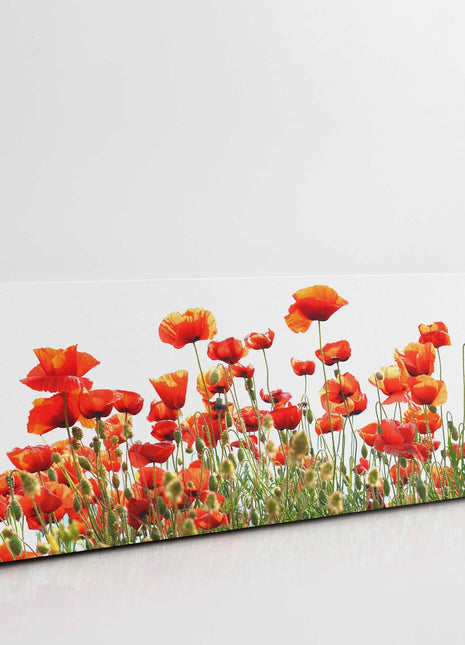 Wild Poppies, panoramic canvas picture print, vibrant colours. Wild flowers