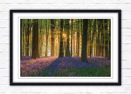 Bluebells in the woods. Framed picture with choice of frame colours