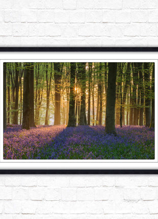 Bluebells in the woods. Framed picture with choice of frame colours