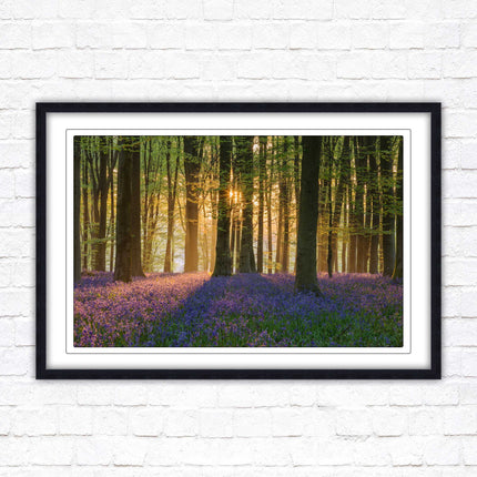 Bluebells in the woods. Framed picture with choice of frame colours