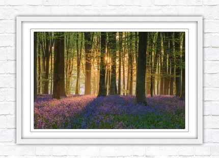 Bluebells in the woods. Framed picture with choice of frame colours
