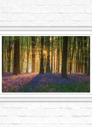 Bluebells in the woods. Framed picture with choice of frame colours