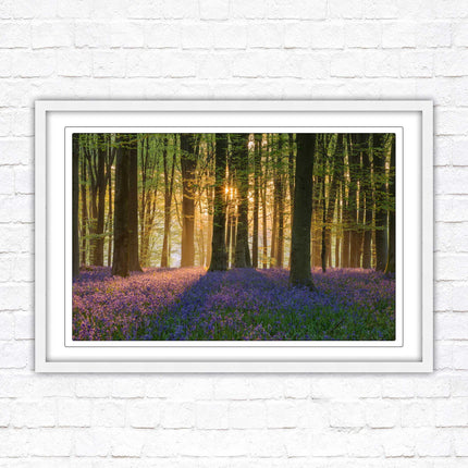 Bluebells in the woods. Framed picture with choice of frame colours