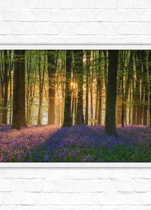 Bluebells in the woods. Framed picture with choice of frame colours