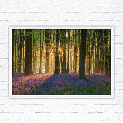 Bluebells in the woods. Framed picture with choice of frame colours