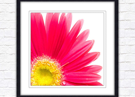Pink flower. Framed picture print. A choice of frames and sizes, square.
