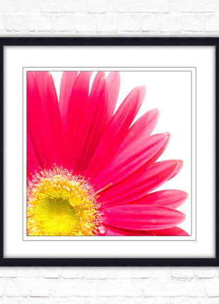 Pink flower. Framed picture print. A choice of frames and sizes, square.