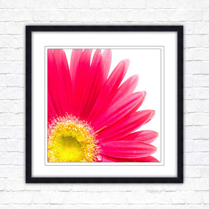 Pink flower. Framed picture print. A choice of frames and sizes, square.
