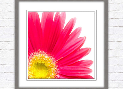 Pink flower. Framed picture print. A choice of frames and sizes, square.