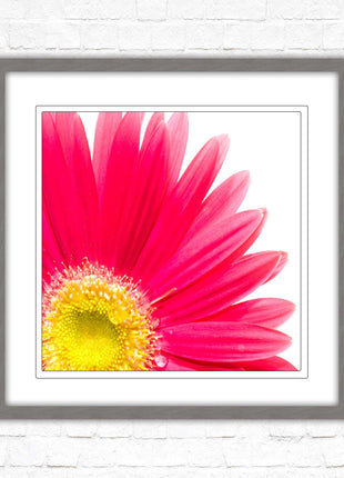 Pink flower. Framed picture print. A choice of frames and sizes, square.