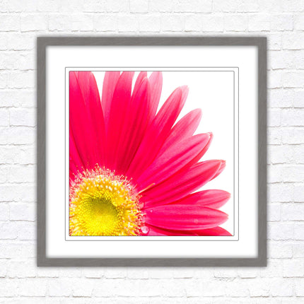 Pink flower. Framed picture print. A choice of frames and sizes, square.