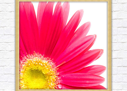 Pink flower. Framed picture print. A choice of frames and sizes, square.