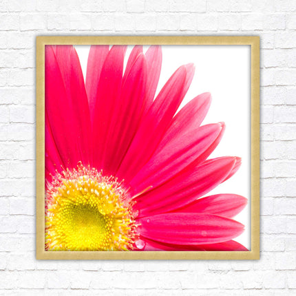 Pink flower. Framed picture print. A choice of frames and sizes, square.