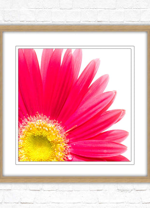 Pink flower. Framed picture print. A choice of frames and sizes, square.