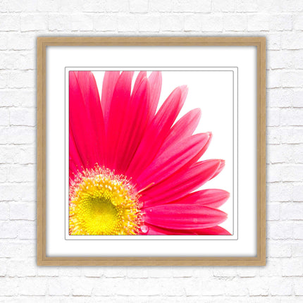 Pink flower. Framed picture print. A choice of frames and sizes, square.