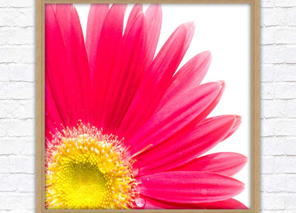 Pink flower. Framed picture print. A choice of frames and sizes, square.