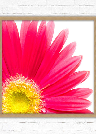 Pink flower. Framed picture print. A choice of frames and sizes, square.