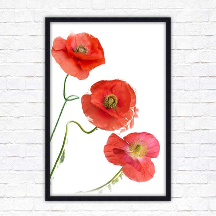 Poppies , Framed picture with choice of frame colours and options.
