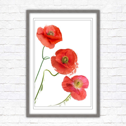 Poppies , Framed picture with choice of frame colours and options.