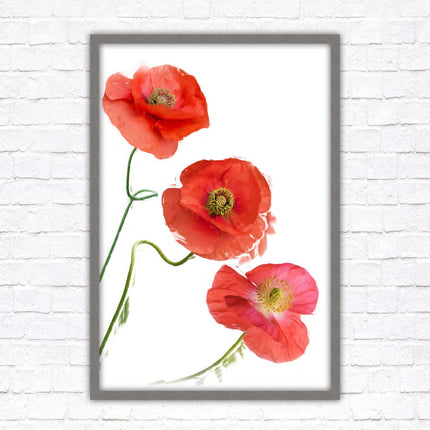 Poppies , Framed picture with choice of frame colours and options.