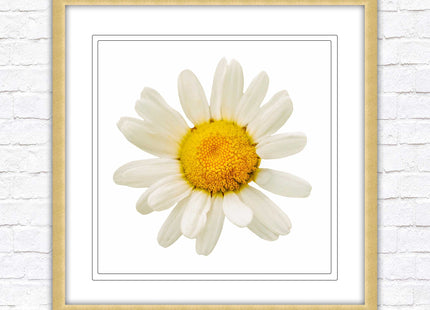 Daisy. Framed picture print. A choice of frames and sizes, square.