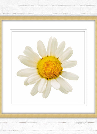 Daisy. Framed picture print. A choice of frames and sizes, square.
