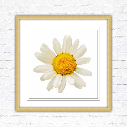 Daisy. Framed picture print. A choice of frames and sizes, square.