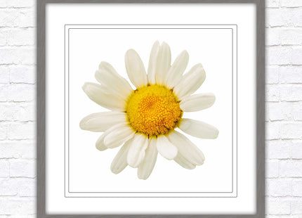 Daisy. Framed picture print. A choice of frames and sizes, square.