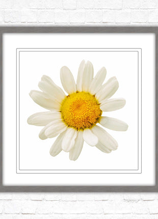 Daisy. Framed picture print. A choice of frames and sizes, square.