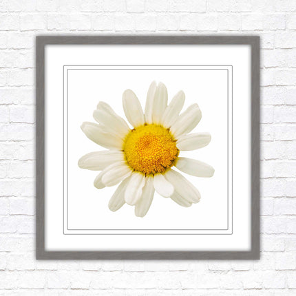 Daisy. Framed picture print. A choice of frames and sizes, square.
