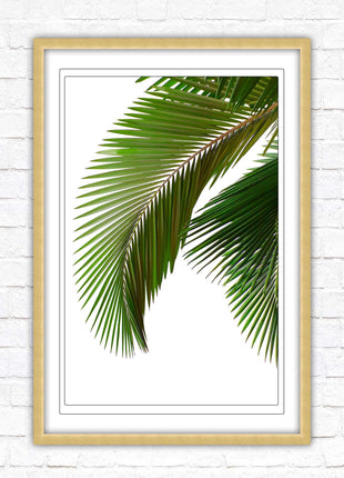 Palm leaf. Printed, Framed picture with choice of frame colours and options.