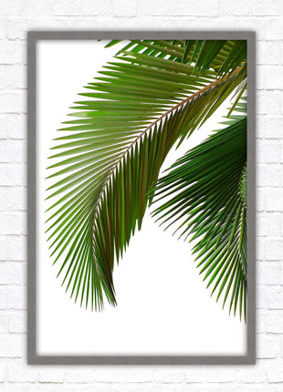 Palm leaf. Printed, Framed picture with choice of frame colours and options.