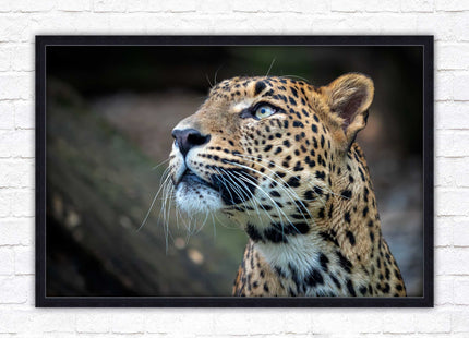 Leopard in the wild. Framed picture with choice of frame colours and options.